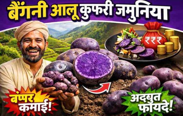 बैंगनी आलू कुफरी जमुनिया: किसानों के लिए नई कमाई और पर्पल रिवोल्यूशन की शुरुआत