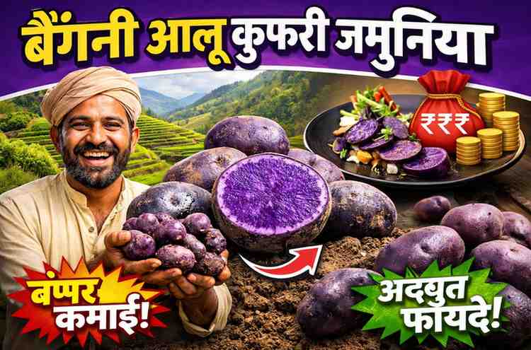 बैंगनी आलू के फायदे पर्पल आलू खेती