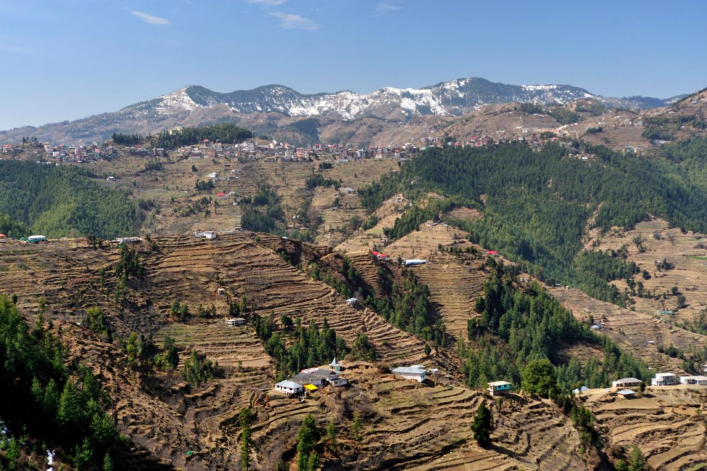 पर्पल आलू खेती
Kufri Jamunia potato