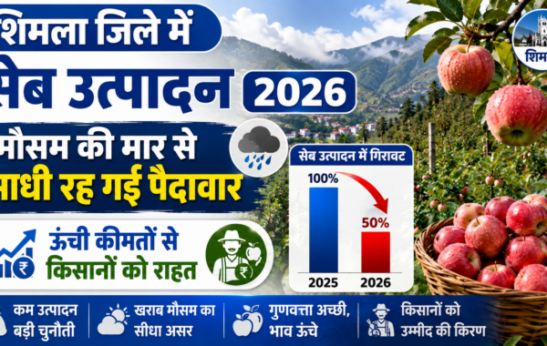 शिमला जिले में सेब उत्पादन 2026