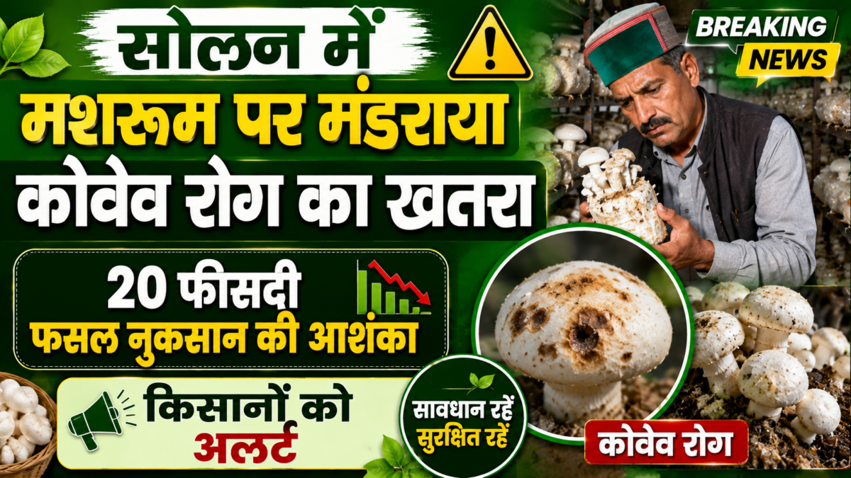 सोलन में मशरूम पर मंडराया कोवेव रोग का खतरा