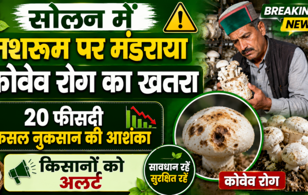 सोलन में मशरूम पर मंडराया कोवेव रोग का खतरा
